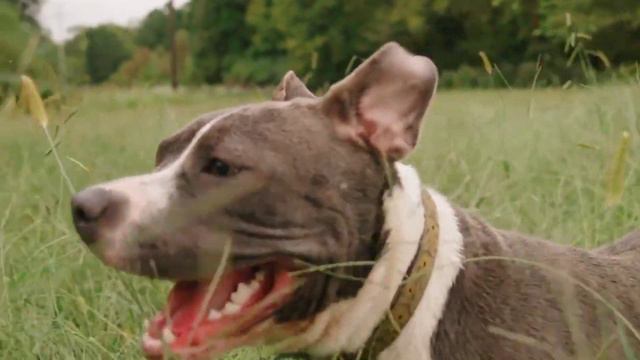 Intresting facts about Pit Bull Dog🧐 In Telugu смотреть онлайн