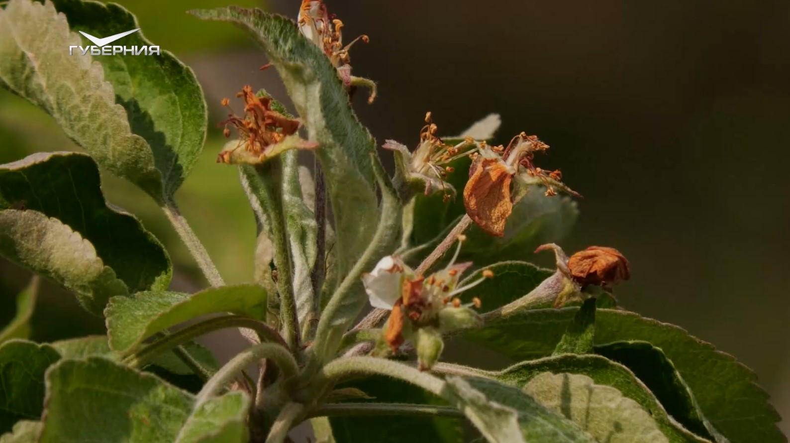 Защита от заморозков. Удачные заметки