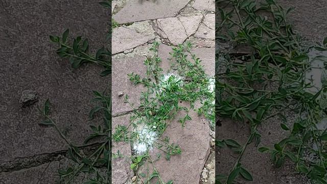 Соль против сорняков тоже проверила 😉
#совет #идея #лайфхак #сорняки #сольпротивсорняков