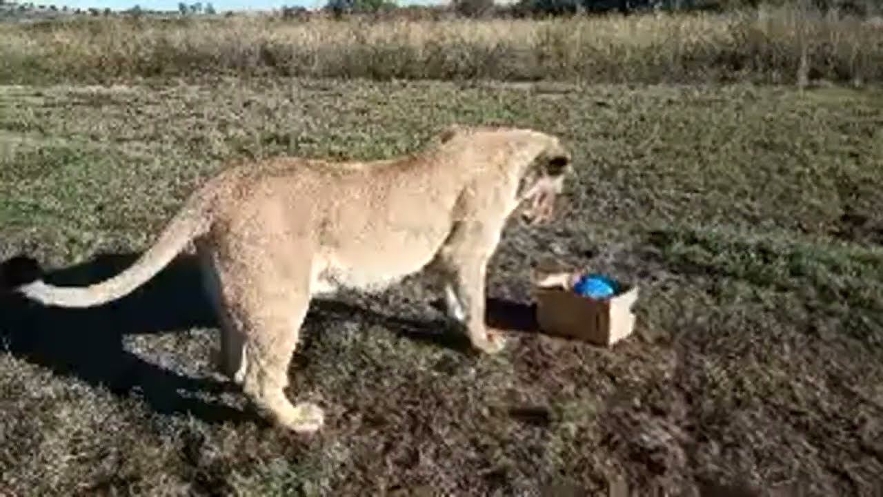 Living_with_lions в прямом эфире! смотреть онлайн