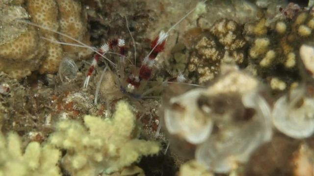 Подводные обитатели Красного моря, снято в Дахабе | Happy Life Village, Dahab, Egypt, Red Sea