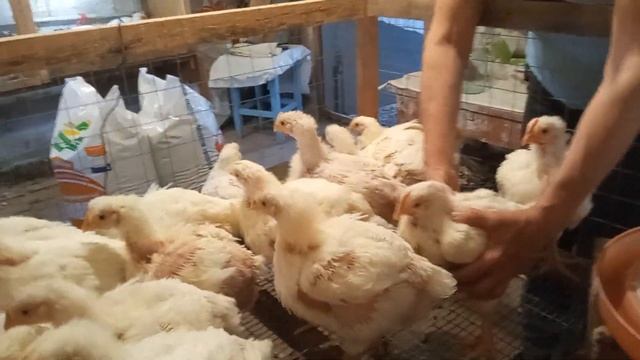 Борьба С Жарой.Выращивание Бройлеров В Домашних Условиях смотреть онлайн