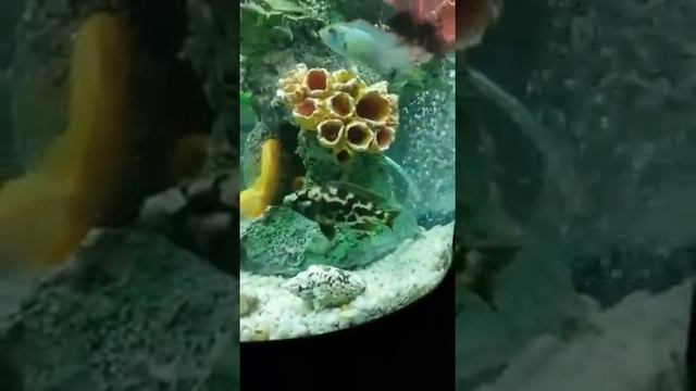 Аквариум цилиндрический на 212литров смотреть онлайн