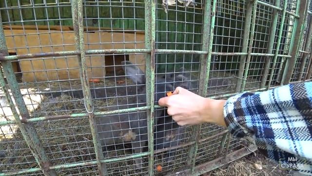 Бархатные рога и Черемшанские карьеры смотреть онлайн