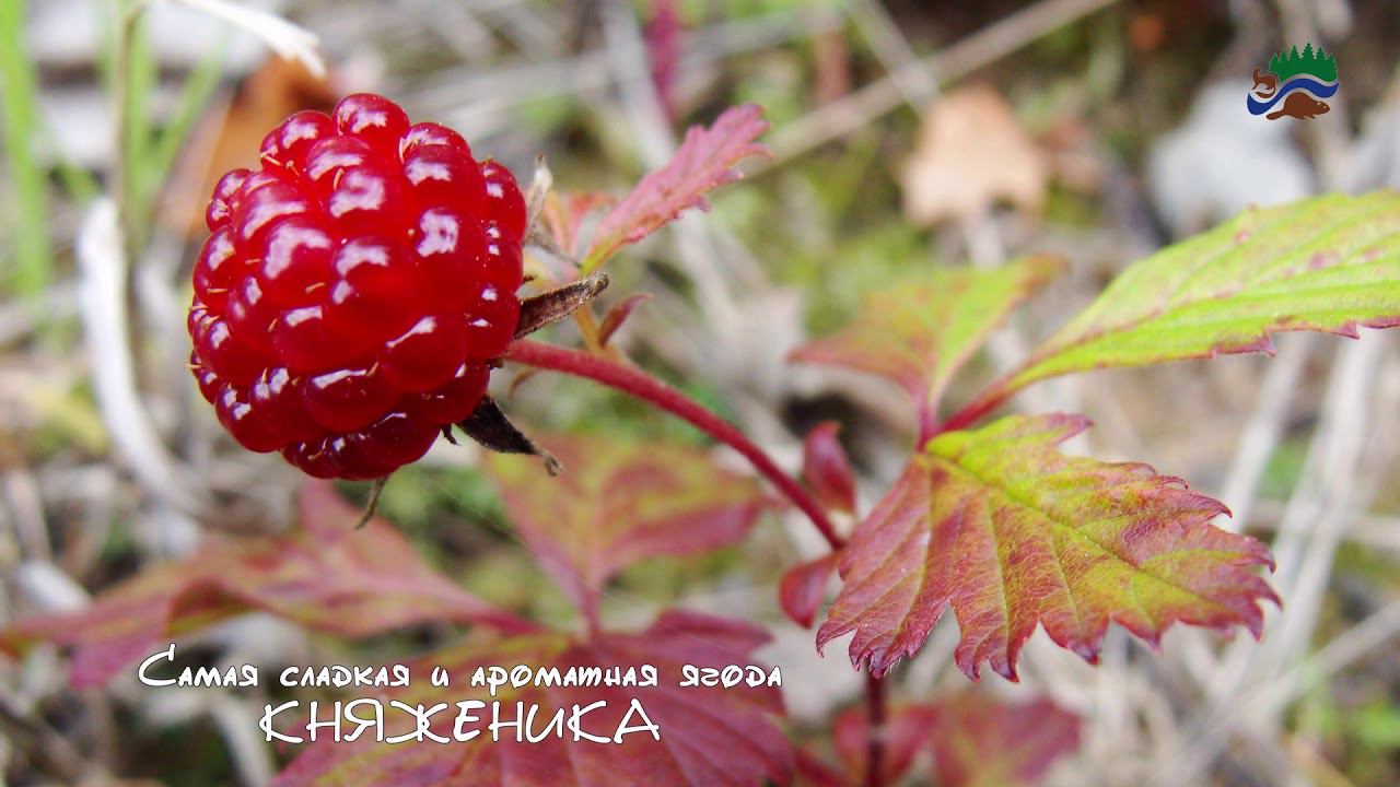 САМЫЙ в заповеднике Малая Сосьва 2019