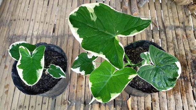Variegated Caladium | Secret Pocket смотреть онлайн