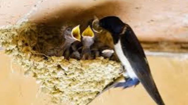 LA GOLONDRINA ( cover) смотреть онлайн
