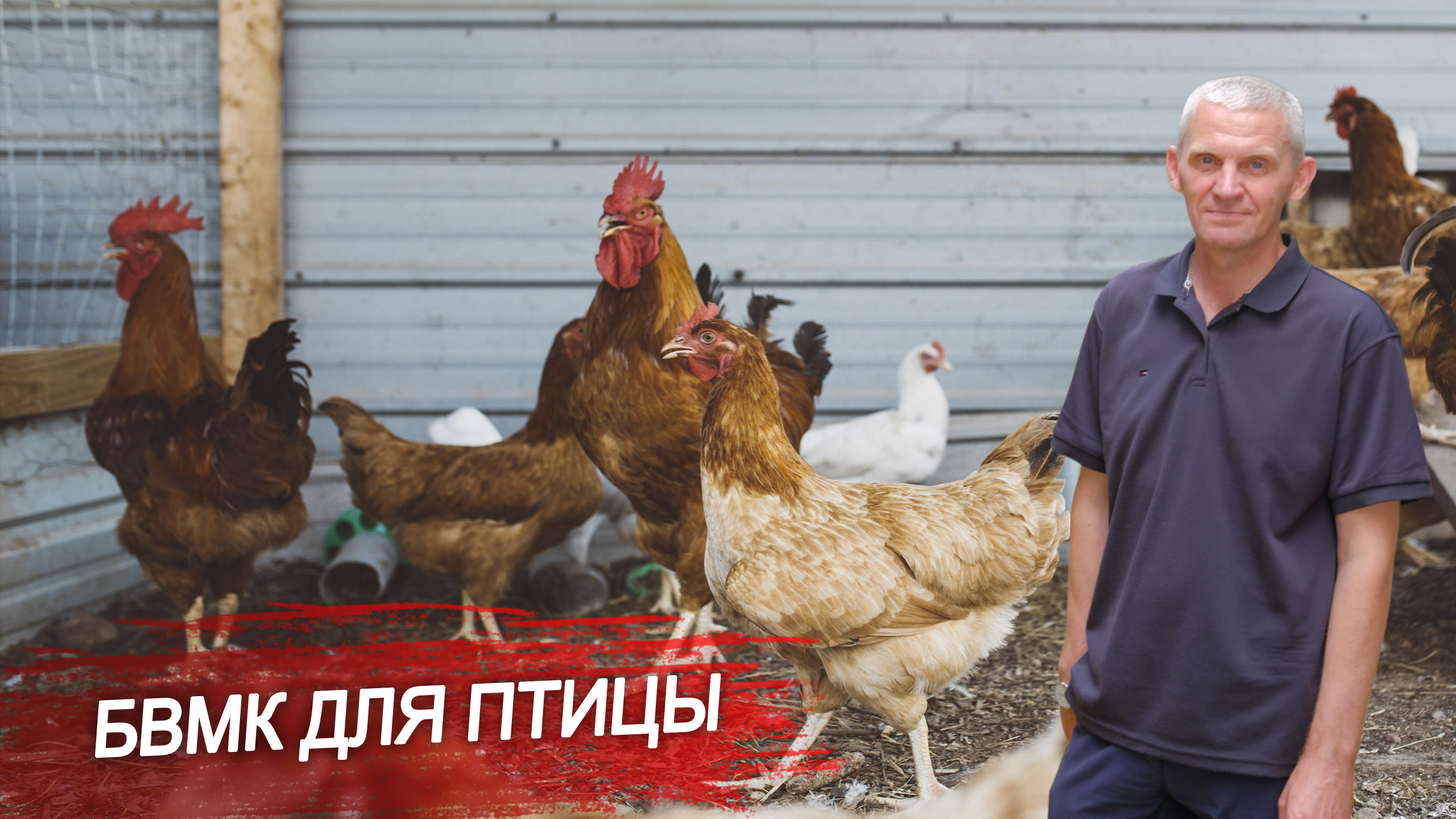 Витамины для кур (БВМК).Как повысить продуктивность птицы с помощью БВМК?Пропорции БВМК и зерна. смотреть онлайн