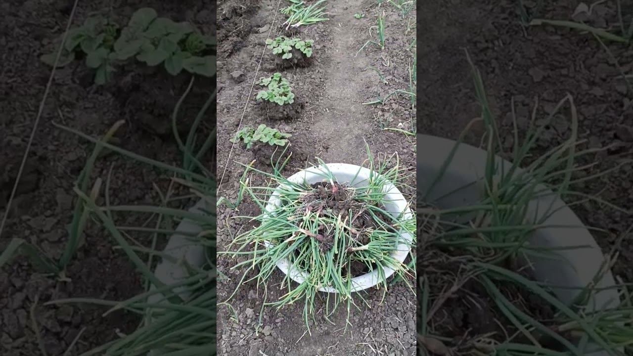 Делаем грядочки! История создания сада.