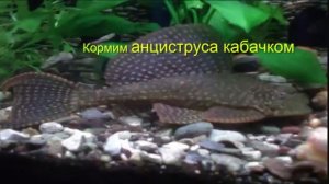 Кормим анциструса кабачком. Как кормить АНЦИСТРУСА кабачком?
