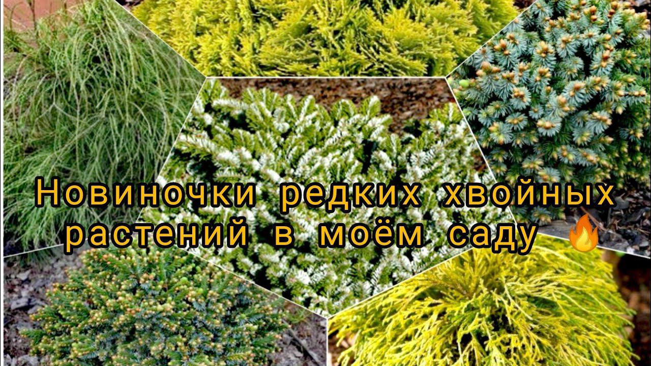 Новиночки редких хвойных растений! Подворье и не только. Давайте знакомиться! Июль 2023г смотреть онлайн