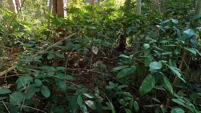 Тропический лес в Японии и большие пауки.