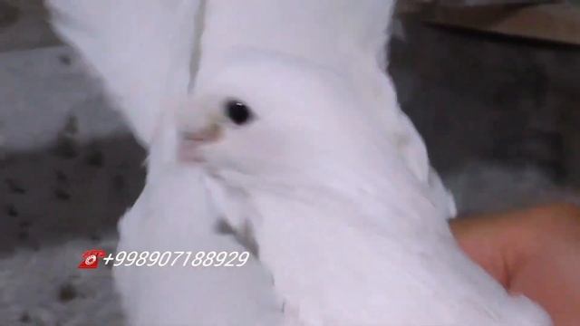 Бухарские Голуби в гостях у Голубевода Ака Амина город Бухара,Очень приятно голуби❗❗❗??? смотреть онлайн