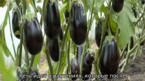 Что сажать после картофеля на следующий год