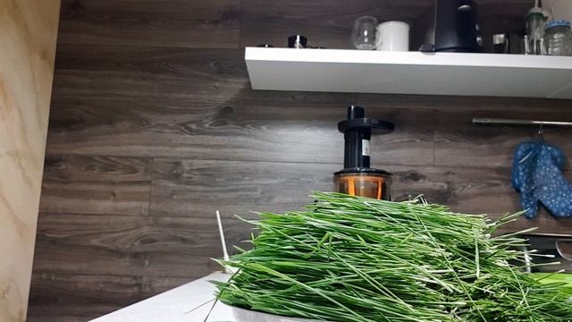 Тест моей соковыжималки для пшеницы. Как выдавить Витграсс смотреть онлайн