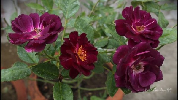 The Secret of the Midnight Blue Rose Revealed