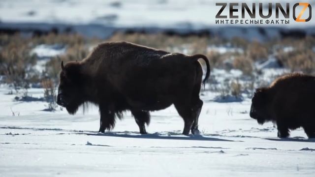 О Зубре смотреть онлайн