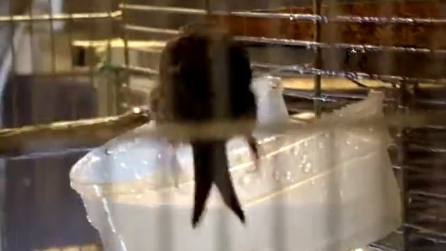 Чечетки смотреть онлайн