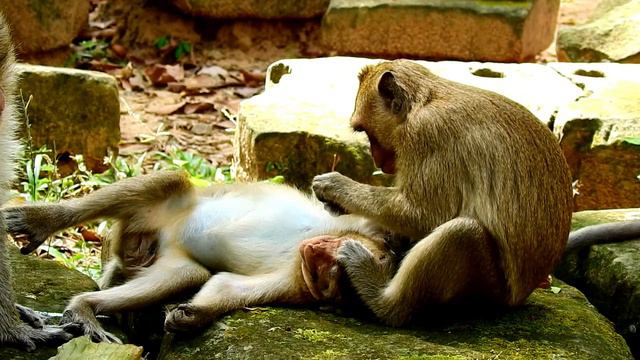 WOW !! Sweet Two Young Monkey Come To Join Grooming , Sweet Monkey Grooming , ASMR Grooming
