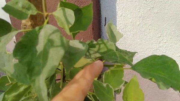 El Tinto Bougainvillea grafting,,,successful first time na nag graft...🥰