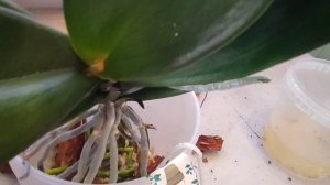 посадка верхушки #орхидеи  на фитиль.