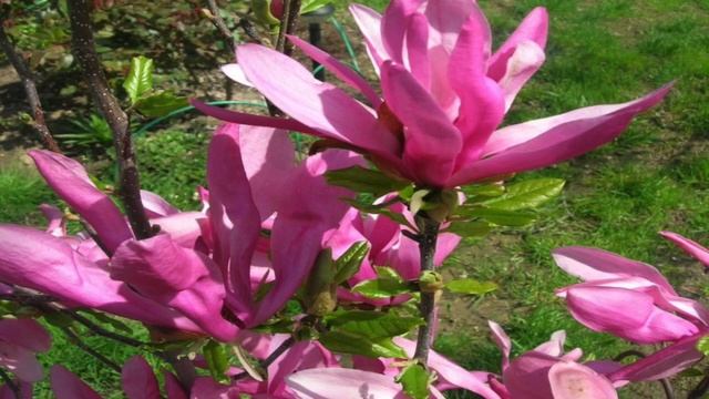 Магнолии в средней полосе России. Виды, посадка, уход, зимовка. смотреть онлайн