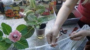 Глоксинии на фитильном поливе . Продолжение .