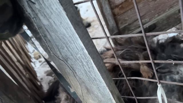 ЭТО СОБАКА?! Её не стригли почти десяток лет смотреть онлайн