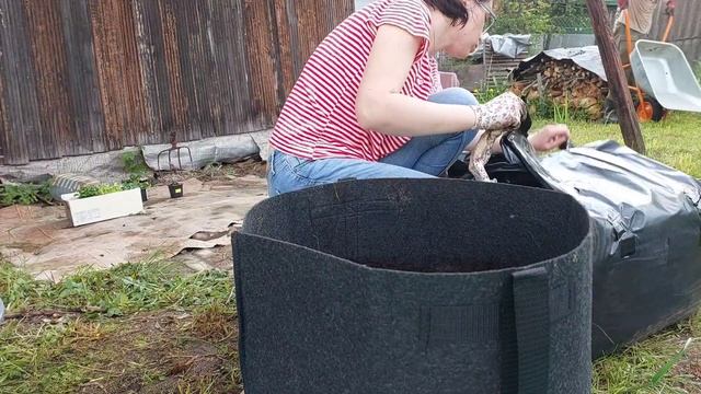 Высадка рассады огурцов // Мягкая подушка для огурцов // Контейнерный огород смотреть онлайн