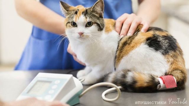 Прямо посреди дороги лежала кошка! Она лежала, подняв голову, даже не пытаясь встать смотреть онлайн