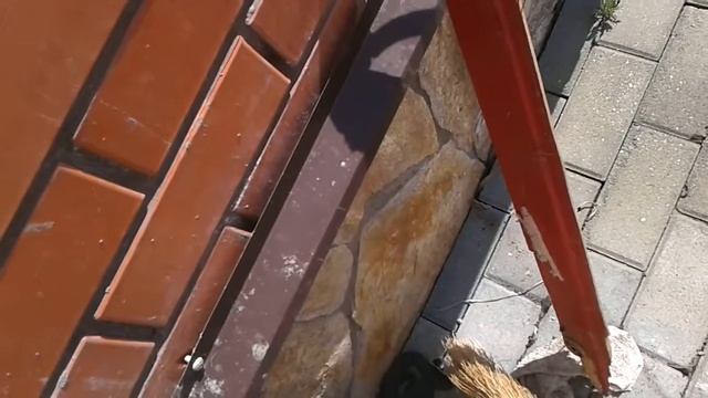 змея приползла во двор смотреть онлайн