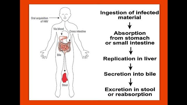 Hepatitis A | Pediatrics смотреть онлайн