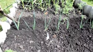 Лук порей выращивание и уход в открытом грунте