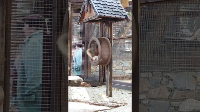 Парк Лога. Белки. смотреть онлайн