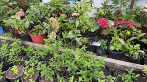 Хелат железа перед кормлением гортензии. Чем и как. 10.07