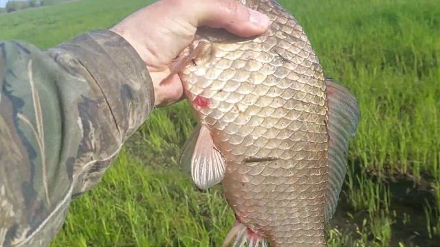 Самая необычная рыбалка.КРУПНЫЙ КАРАСЬ в тракторной колее. смотреть онлайн