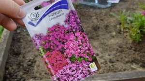 ?ОБРИЕТА(АУБРЕЦИЯ). ПОСЕВ СЕМЯНАМИ В ГРУНТ.?ПОСАДКА РАССАДЫ В ГРУНТ.