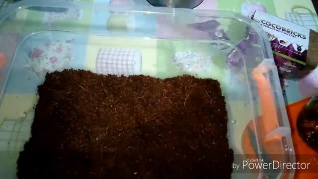 Улитки Ахатины / переезд в дом с кокосовым субстратом смотреть онлайн