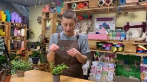 Фикус Пумила Грин Санни - маленький представитель большого семейства. Зеленое солнышко.