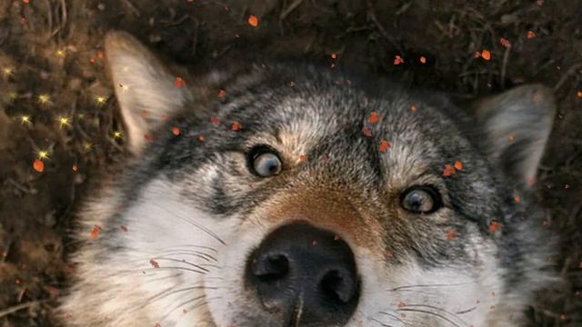 Волк дурень. Сказка. Автор: Виктор Шамонин-Версенев. Диктор: Анатолий Шмыдко. Художник: Инна Якубсо