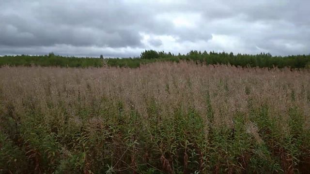 Как восстановить поле под сенокос? смотреть онлайн