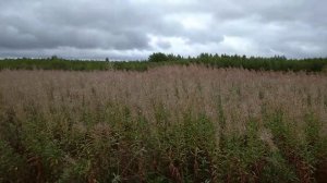 Как восстановить поле под сенокос?