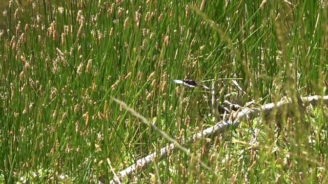 Multi-sensory Educational Tour of Blair Ranch Preserve смотреть онлайн