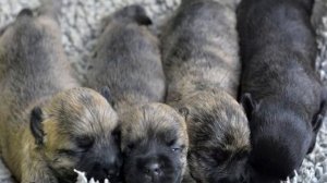 Когда можно гулять с щенком после второй прививки