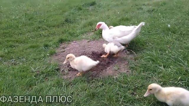 Утята, пока ещё живы.. смотреть онлайн