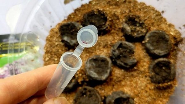 11 марта 2023 Посев Алиссума Клиа Кристал Лавендер Шейдз В ТОРФЯНЫЕ ТАБЛЕТКИ