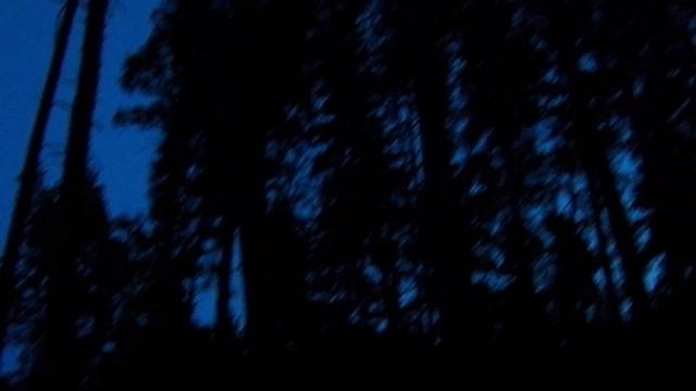 Ночь. Лес. Вой волка смотреть онлайн