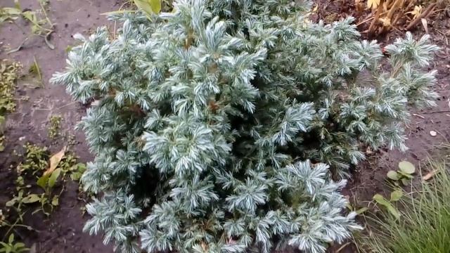 Кипарисовики,туи,бересклет в моем саду в 2017. # мой сад # туи# кипарисовики смотреть онлайн