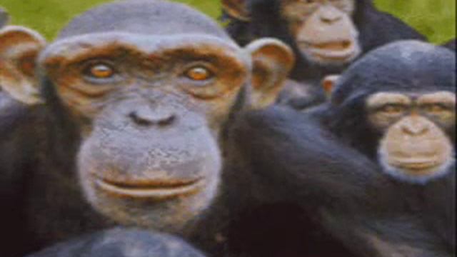 Last Ketchup - Asereje смотреть онлайн