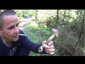 Решили прогуляться по лесу / в поисках грибов